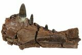 Cretaceous Crocodilian Jaw Section - Hell Creek Formation #129791-5